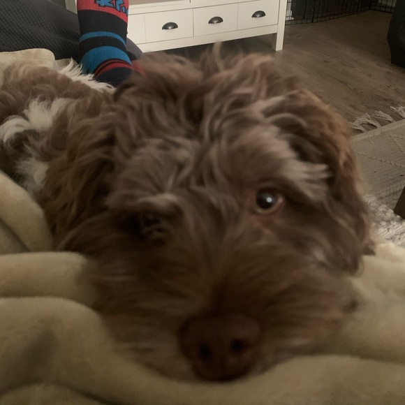 Meet your Posher, Dwayne - Picture 1 of 1